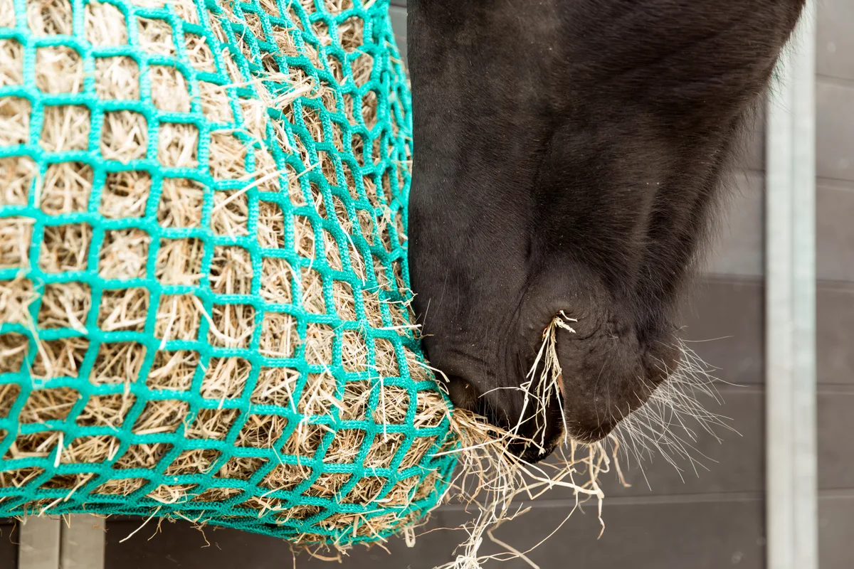Paard eet rustig hooi uit de Easy Slowfeeder
