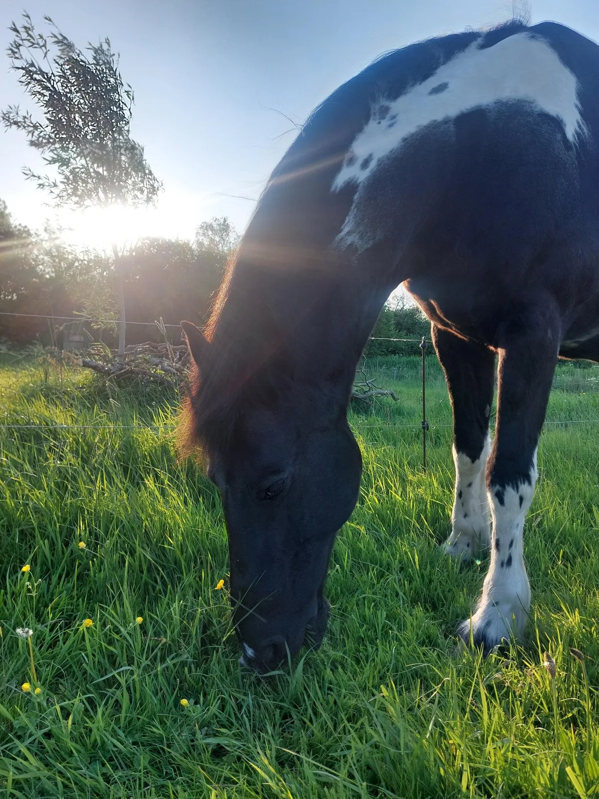 Paard graast rustig gras in de wei bij zonsopgang