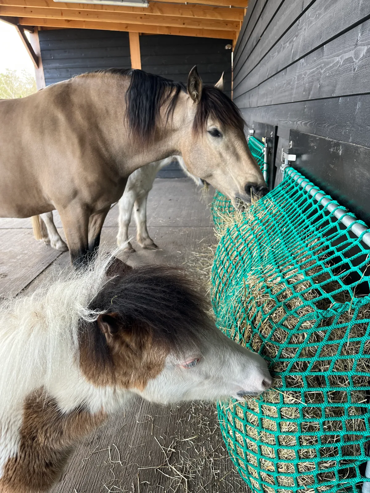 Twee paarden eten samen uit dezelfde Easy Slowfeeder